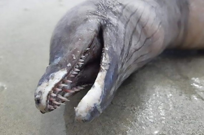 Животное в виде змеи с головой безглазого дельфина было найдено на пляже в Мексике (фото) - фото 1