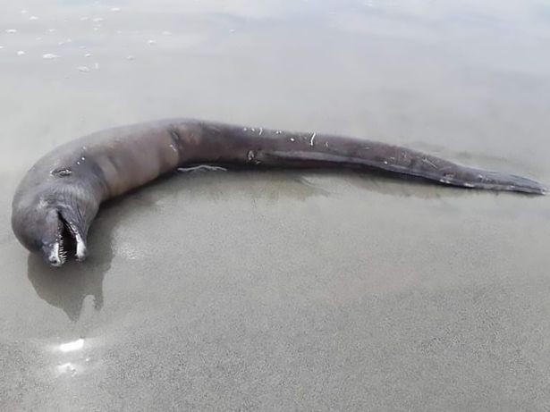 Животное в виде змеи с головой безглазого дельфина было найдено на пляже в Мексике (фото) - фото 2