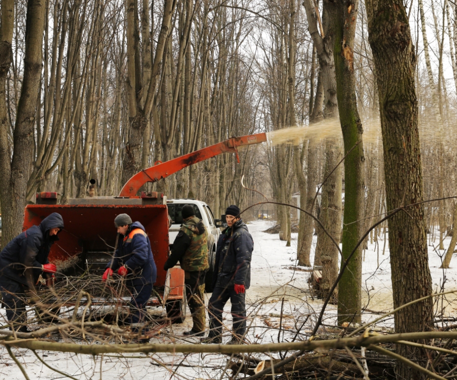 В лесопарке «Кусково» ведётся санитарная вырубка деревьев - фото 2