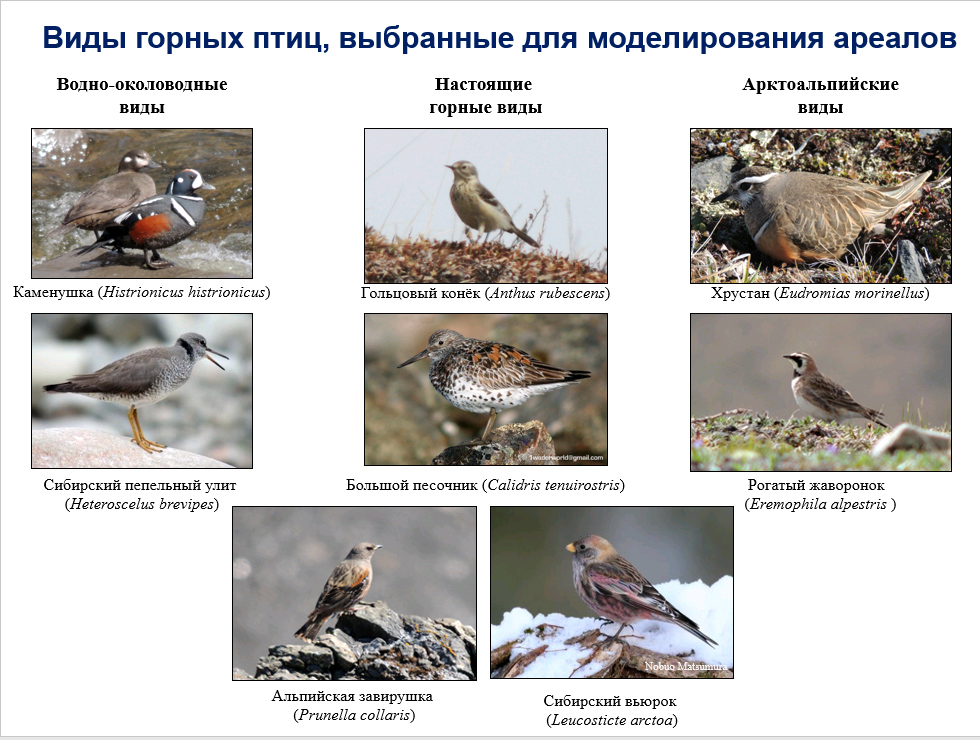 Более 150 видов птиц исследовали ученые в горных районах Северной Азии - фото 7