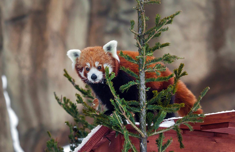 Аномально теплая зима разочаровала красных панд в Московском зоопарке и повлияла на сон енотов - фото 1