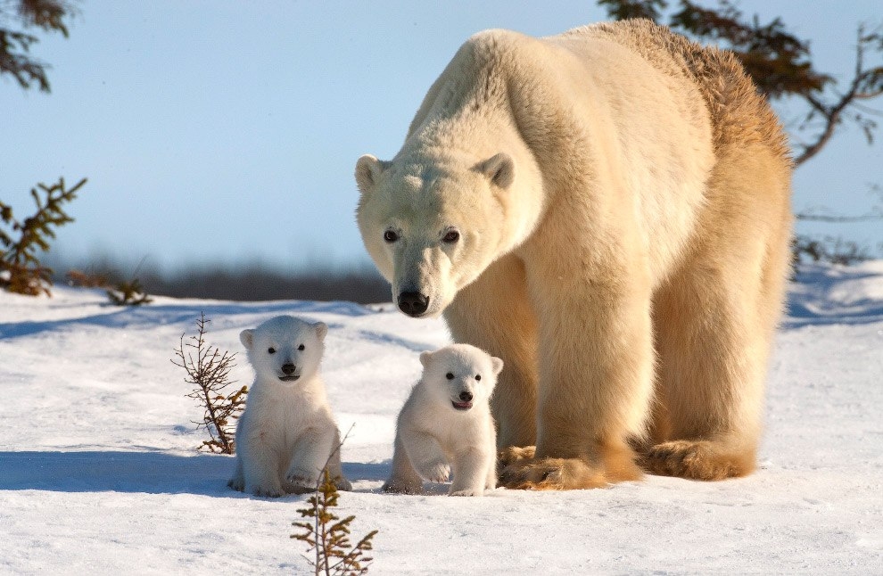 В Международный день полярного медведя Мосприрода предлагает совершить увлекательное путешествие - фото 1