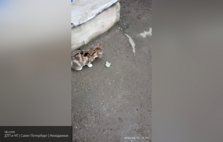Кошка загрызла на улице змею в Петербурге  - фото 1