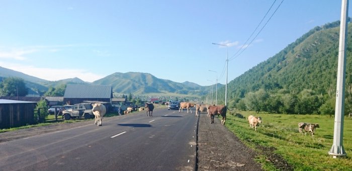 Сотрудники ГИБДД  научили шебалинских фермеров правильно пасти коров - фото 1