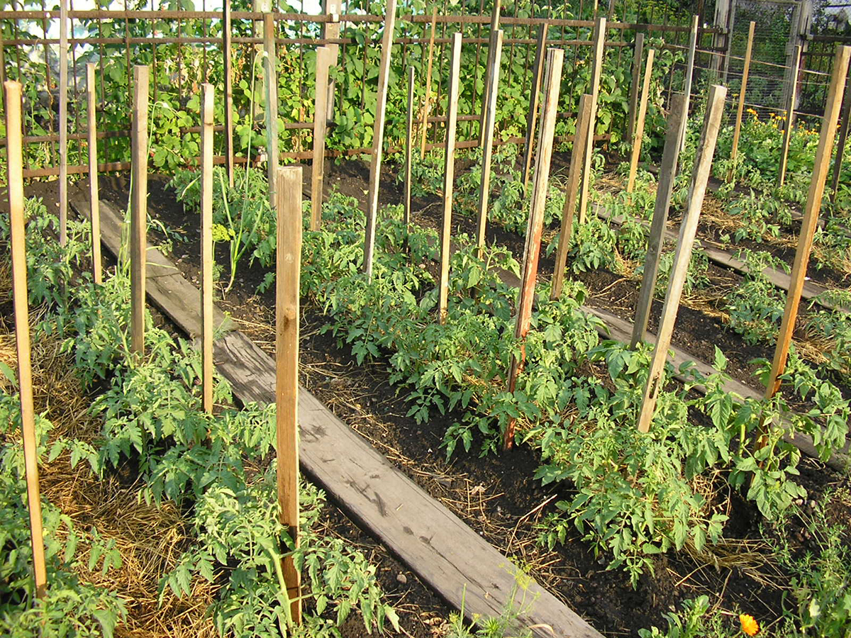 Секреты выращивания томатов в открытом грунте и уход за ними - фото 3