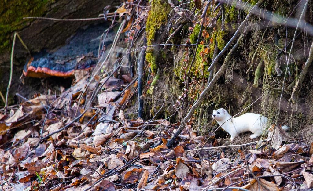 Куница, горностай, енотовидная собака: на природных территориях Москвы замечены 15 видов хищников  - фото 3
