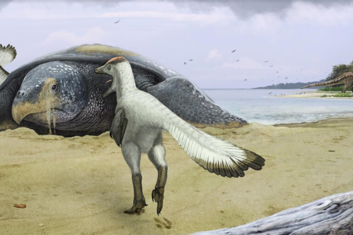 Кости второй по размеру морской черепахи за всю историю Земли, жившей 80 млн лет назад, нашли в Саратовской области (фото) - фото 4