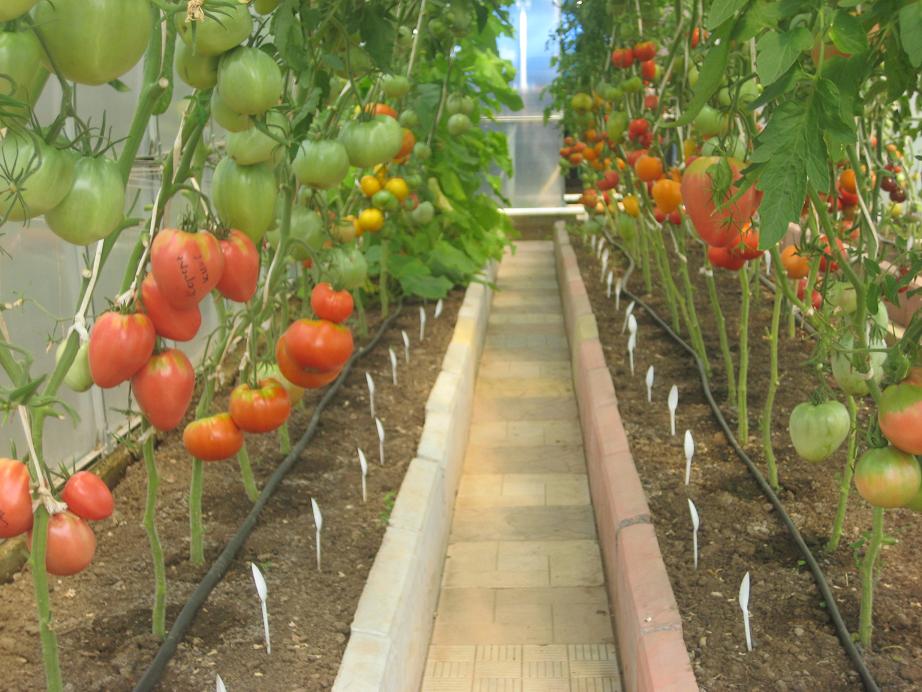 Секреты выращивания томатов в открытом грунте и уход за ними - фото 4