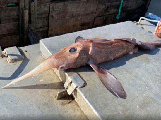 В море близ Канады рыбаки выловили жуткую химеру - фото 1