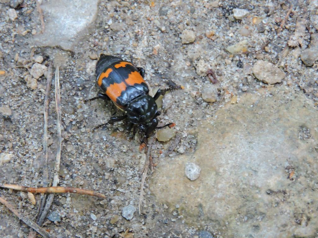 Дровосек-кожевник, бронзовка мраморная: на природных территориях Москвы обнаружены краснокнижные жуки  - фото 3