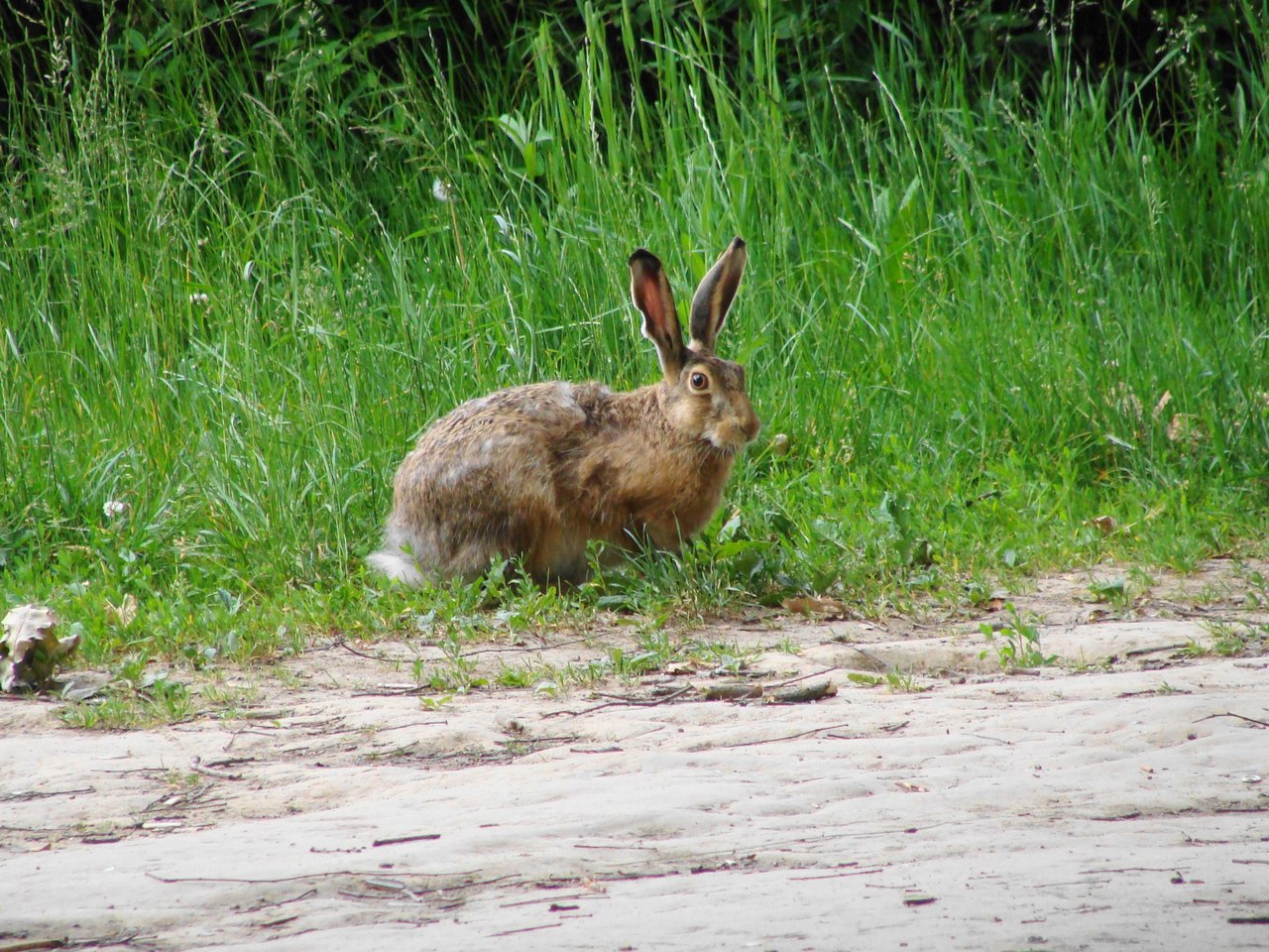 В фаунистическом заказнике «Долгие пруды» удалось заснять зайца-русака  - фото 2