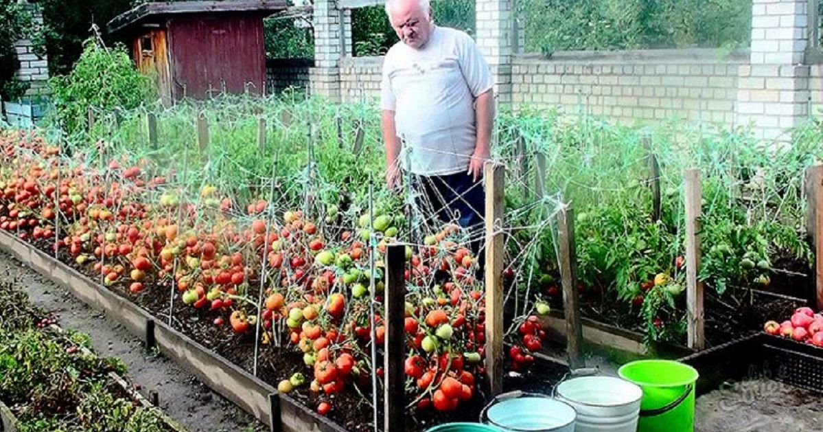 Можно ли посадить помидоры рядом. Томаты сорт дедовские.