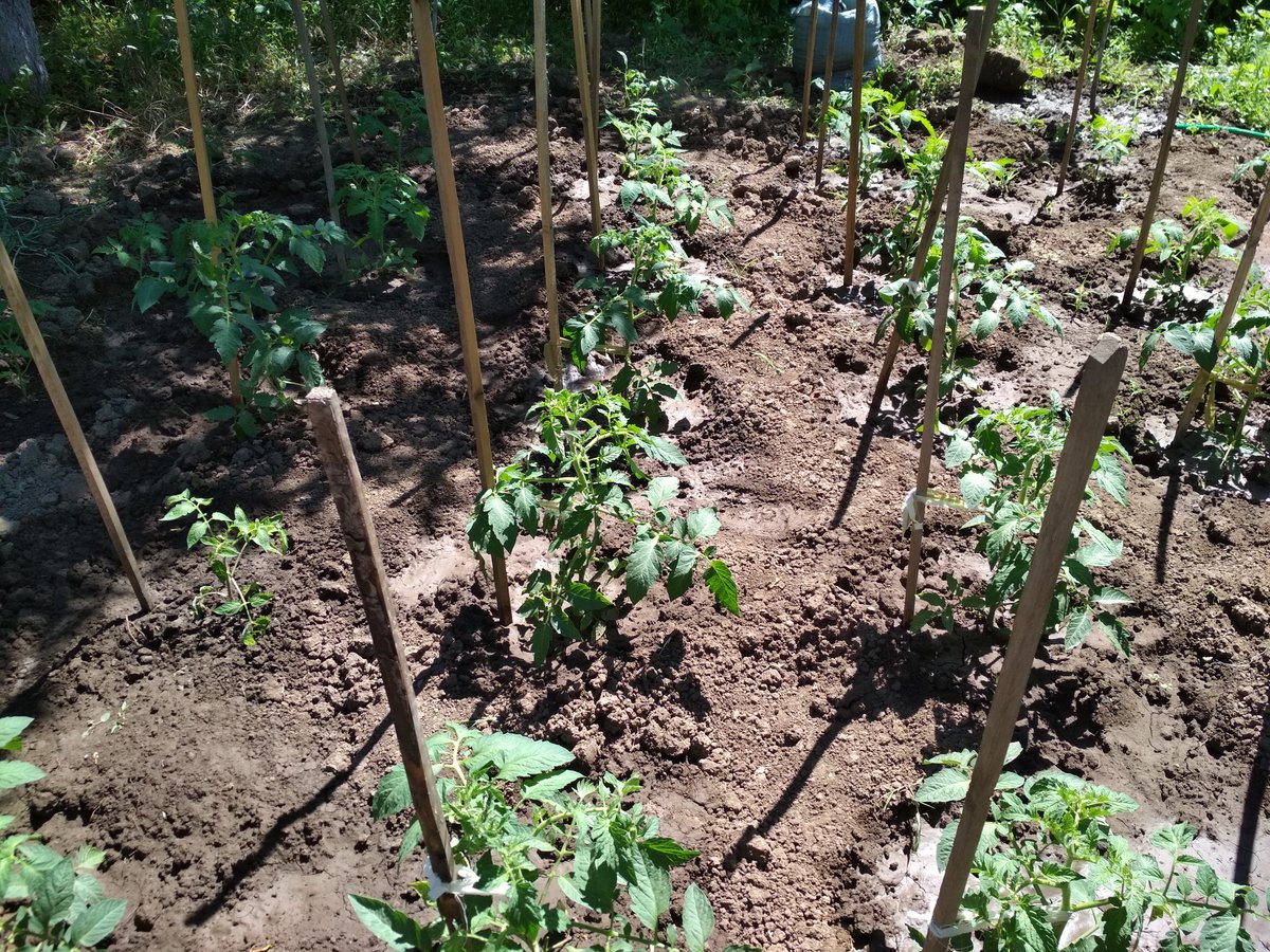 Секреты выращивания томатов в открытом грунте и уход за ними - фото 2