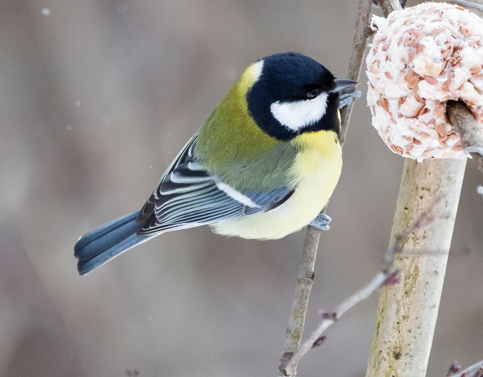 Переводим птиц на правильное питание: Мосприрода сделала подборку ЭКОкормушек  - фото 7