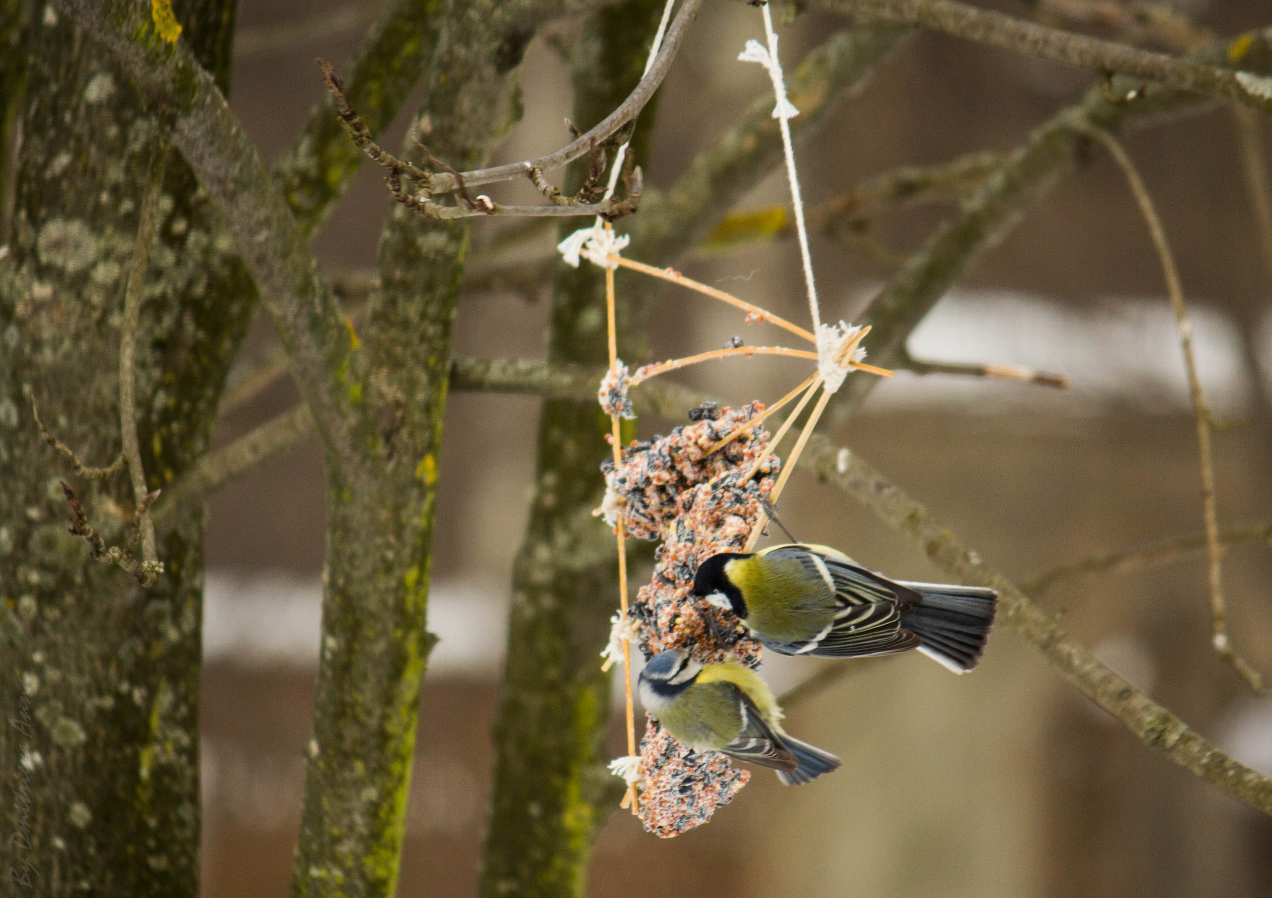 Переводим птиц на правильное питание: Мосприрода сделала подборку ЭКОкормушек  - фото 2