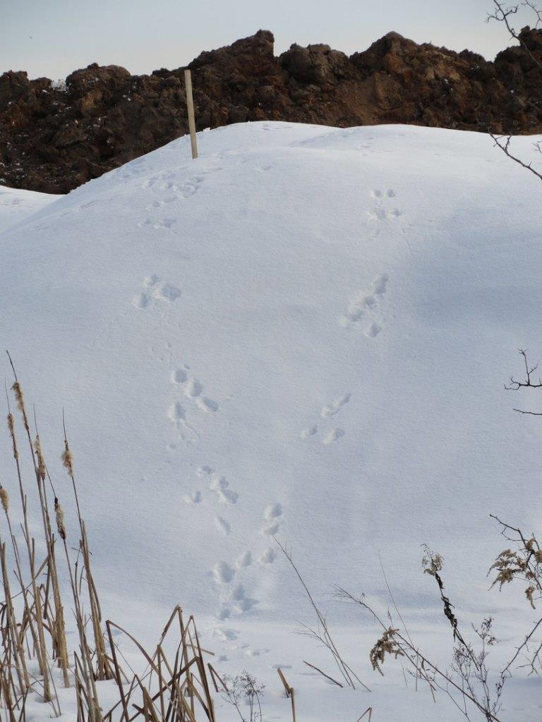 Читаем следы: зимой на природных территориях Москвы были замечены около 40 видов животных  - фото 5
