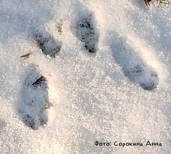 Читаем следы: зимой на природных территориях Москвы были замечены около 40 видов животных  - фото 6