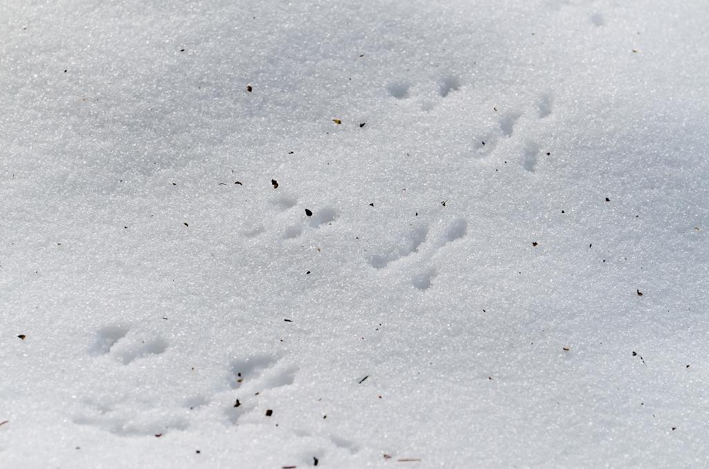 Читаем следы: зимой на природных территориях Москвы были замечены около 40 видов животных  - фото 7