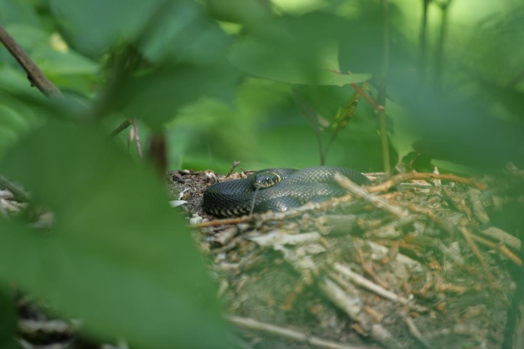 Брачный период у змей: в природных парках Москвы скоро появятся ужата     - фото 2