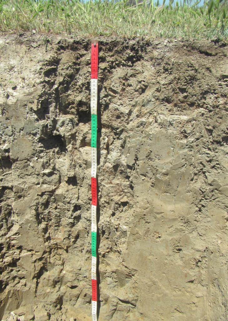 Ученые МГУ совместно с иранскими коллегами изучили состав почв, которые образуются на осушенном дне Каспийского моря - фото 3