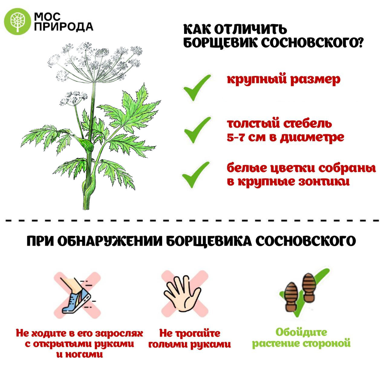 Съедобный борщевик фото как отличить