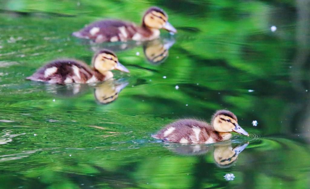 Летняя утиная перепись: специалисты Мосприроды посчитают выводки водоплавающих птиц  - фото 7