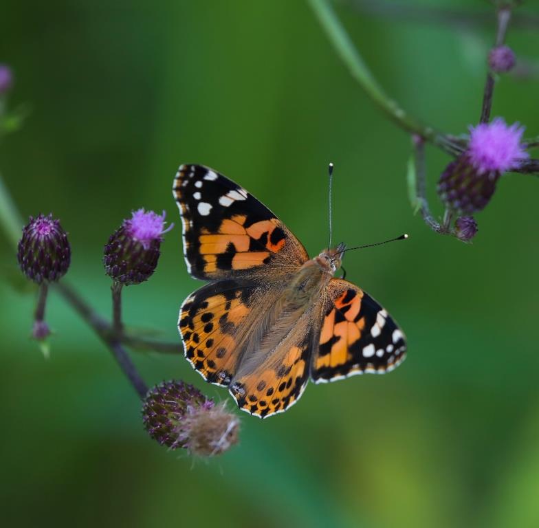 Всемирный день ветра и День бабочки: Мосприрода подготовила активности в честь экологических праздников     - фото 5