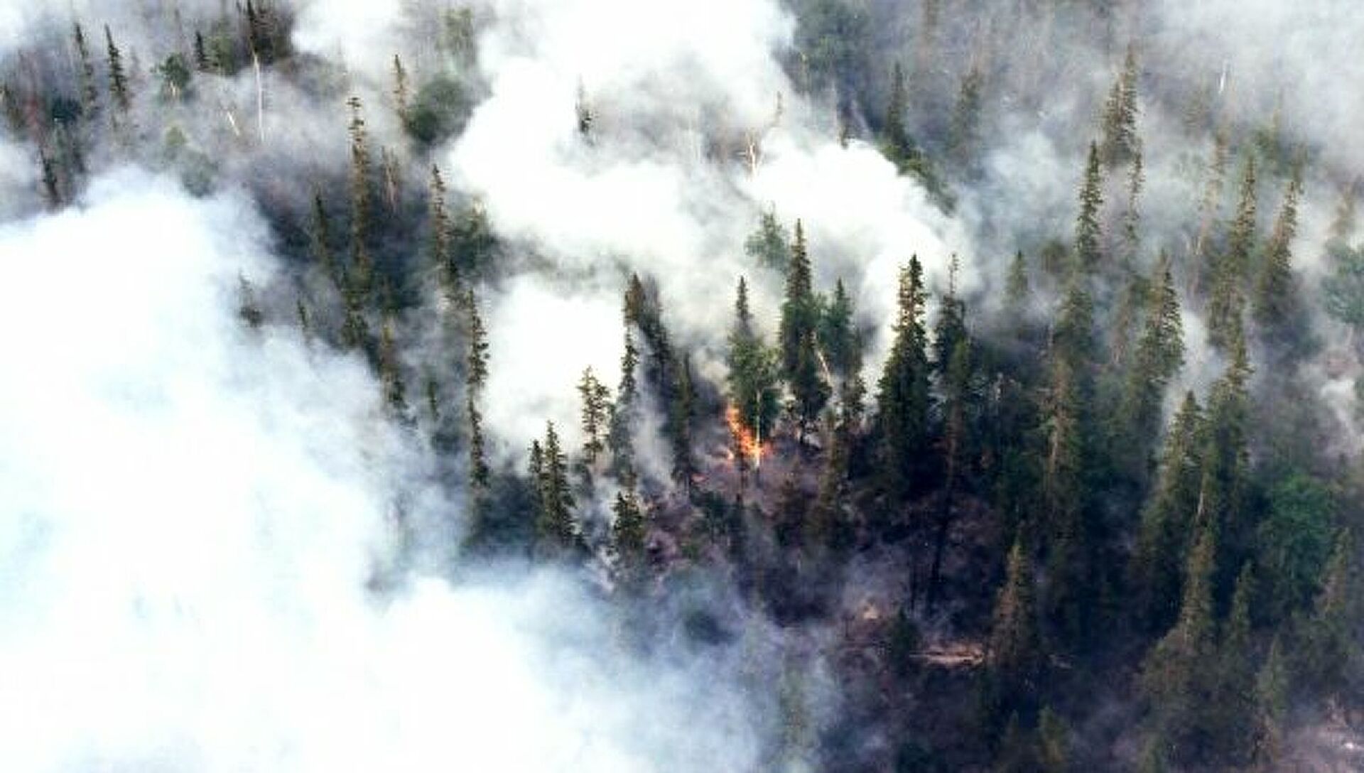 Зимующие пожары жгут северные леса - фото 2