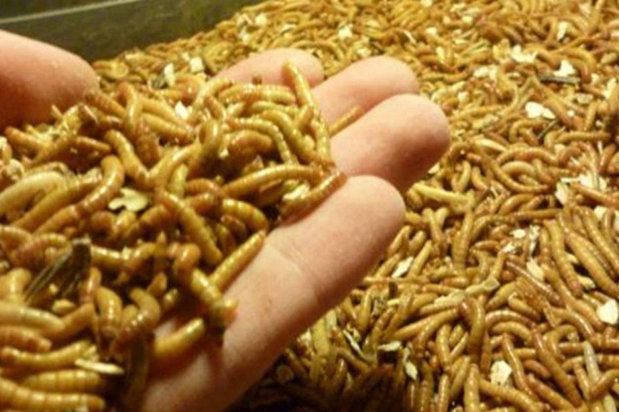 Евросоюз одобрил продажу желтых мучных червей для употребления в пищу - фото 1