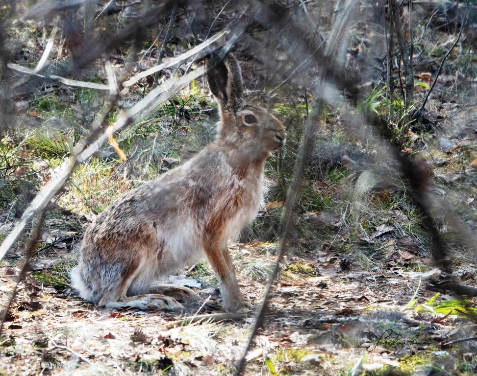 Краснокнижные зайцы в Серебряном бору планируют увеличить популяцию   - фото 2
