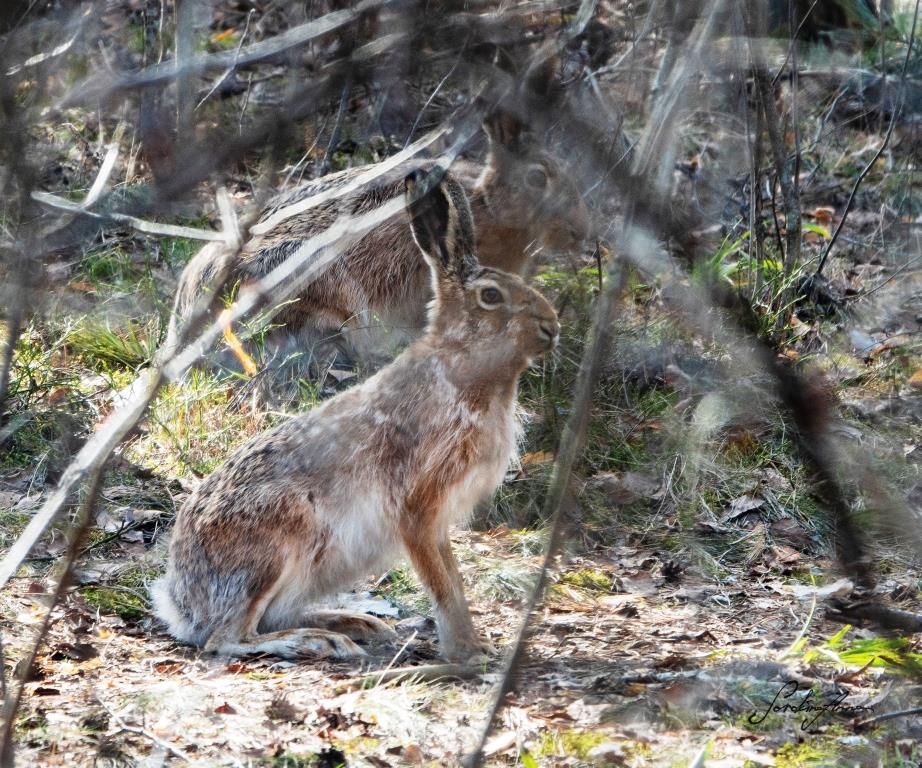 Краснокнижные зайцы в Серебряном бору планируют увеличить популяцию   - фото 1