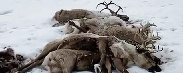 Сотни оленей погибли на Камчатке - фото 1