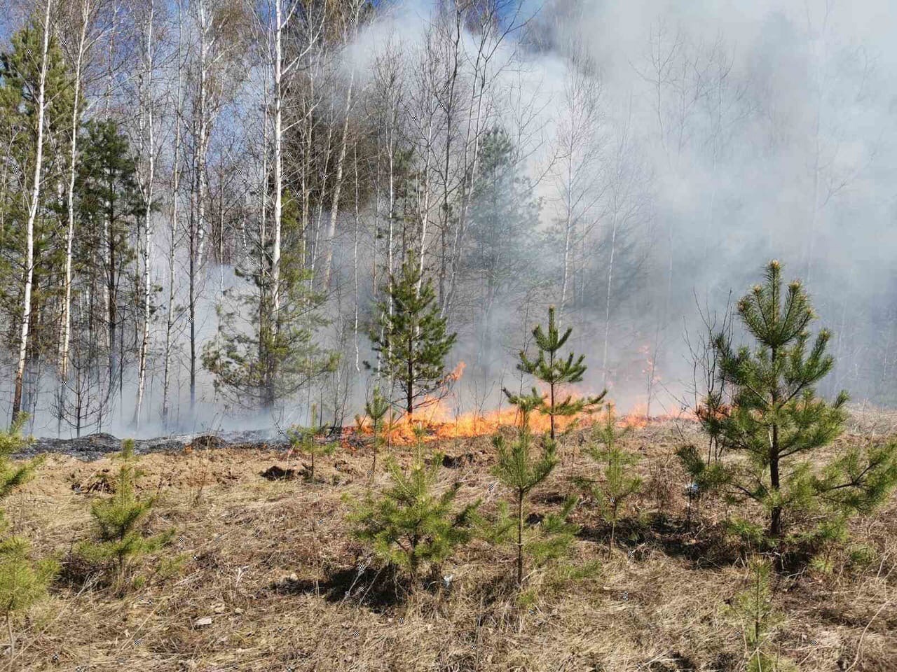 Власти Тюменской области не справляются с огнем лесных пожаров, несмотря на помощь из Москвы (ВИДЕО) - фото 1