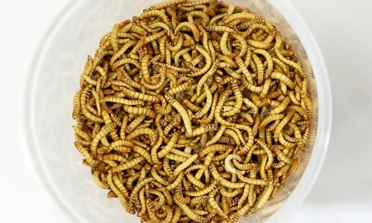 Евросоюз одобрил продажу желтых мучных червей для употребления в пищу - фото 2