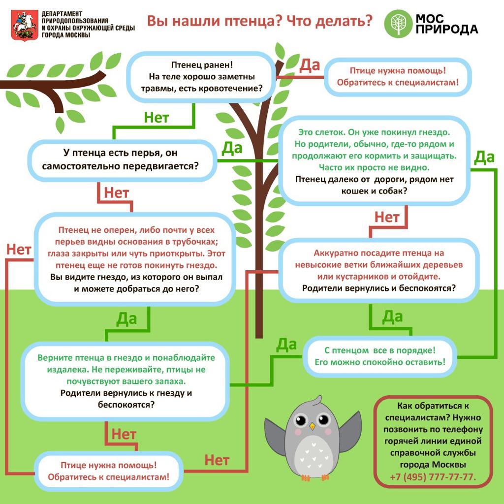 Специалисты Департамента природопользования и охраны окружающей среды Москвы рассказывают, как правильно действовать, чтобы помочь птенцу - фото 2