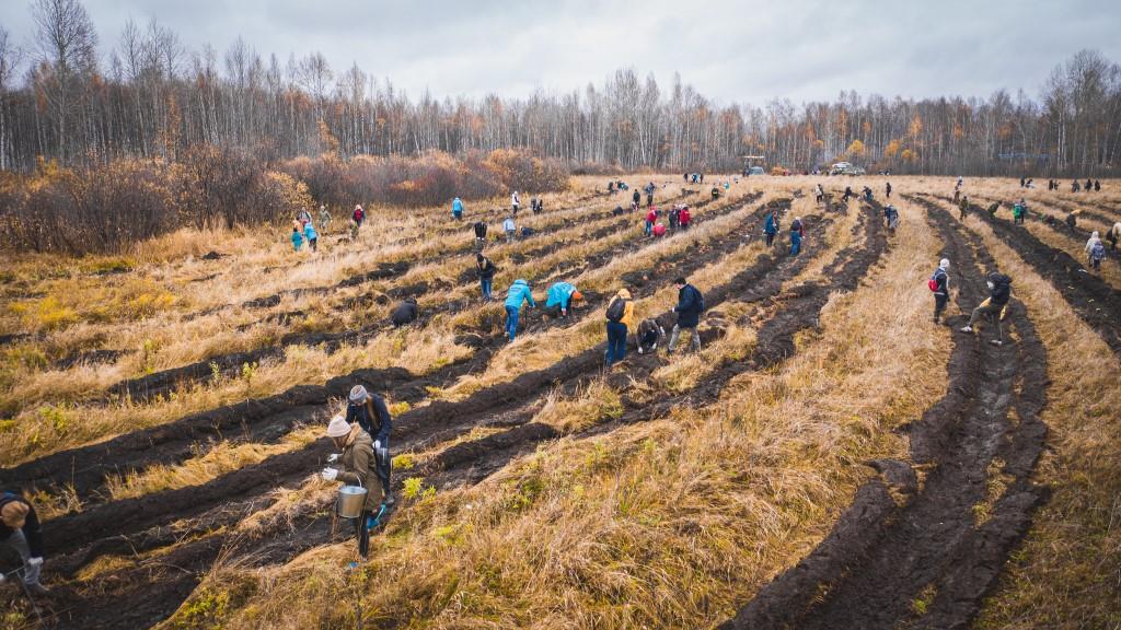  Проект «Посади лес» приглашает российские компании погасить свой углеродный след  - фото 2