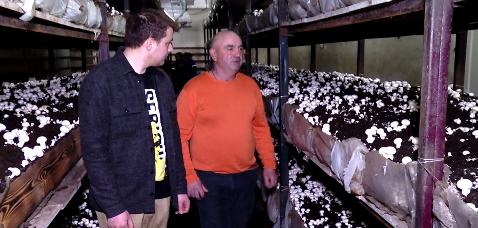 В Тамбовской области на грибной ферме собирают по 300 килограммов шампиньонов в день - фото 1