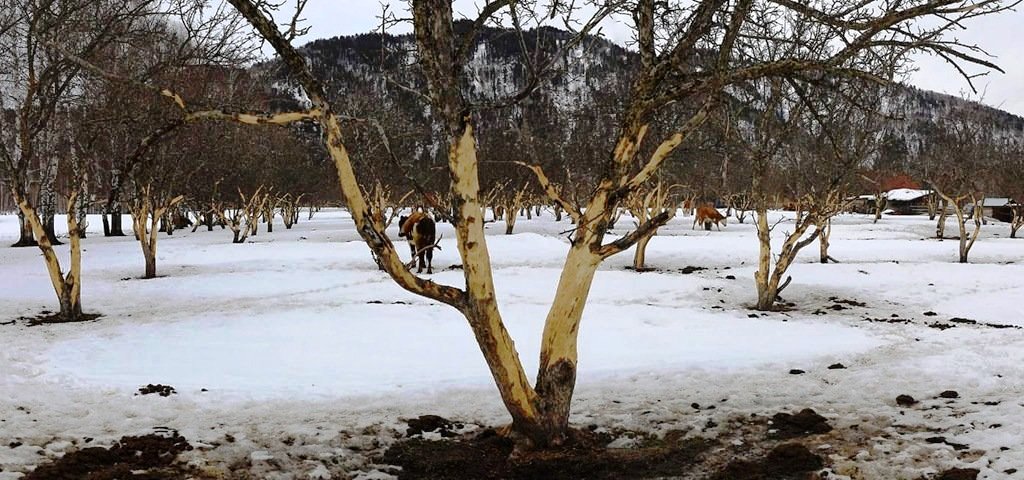 Жители Алтая заявили об уничтожении знаменитого яблоневого сада на Телецком озере - фото 2