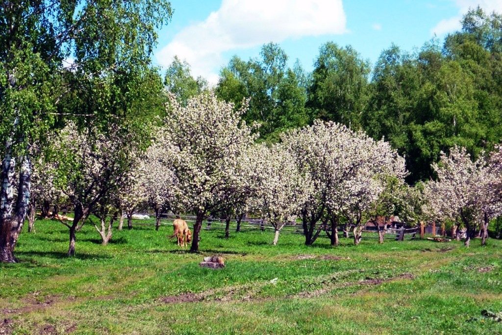 Жители Алтая заявили об уничтожении знаменитого яблоневого сада на Телецком озере - фото 3