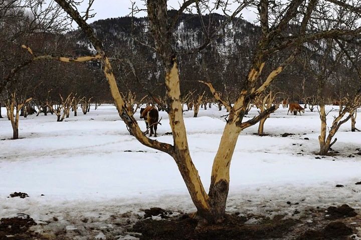 Жители Алтая заявили об уничтожении знаменитого яблоневого сада на Телецком озере - фото 1