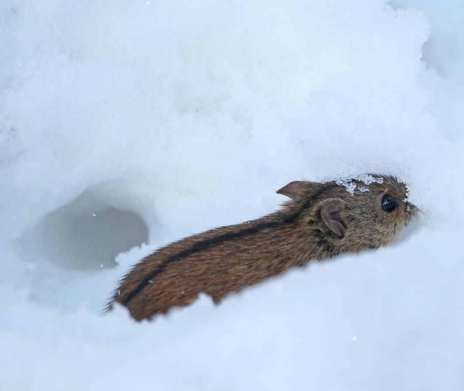 Шустрый грызун попался в кадр: полевая мышь выбралась из норки в поисках провизии   - фото 1