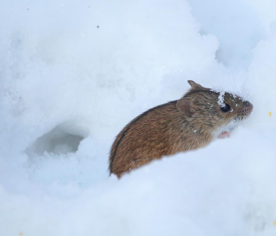 Шустрый грызун попался в кадр: полевая мышь выбралась из норки в поисках провизии   - фото 5