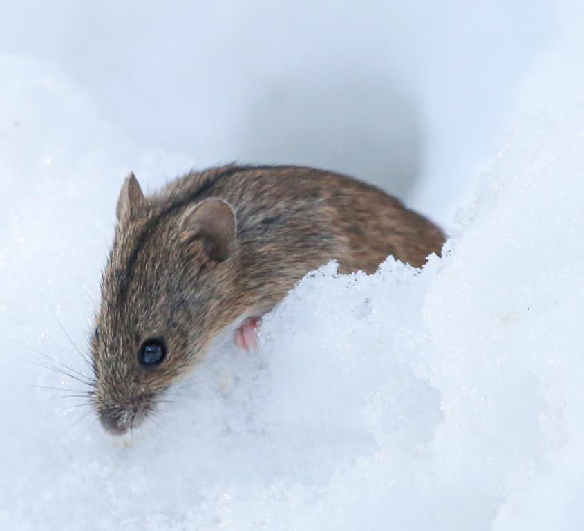 Шустрый грызун попался в кадр: полевая мышь выбралась из норки в поисках провизии   - фото 9