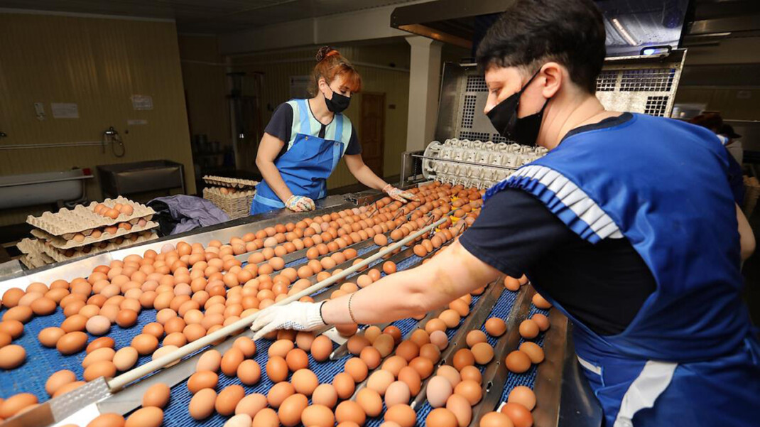 О сдерживании цен договорились российские производители мяса птицы и яиц - фото 2