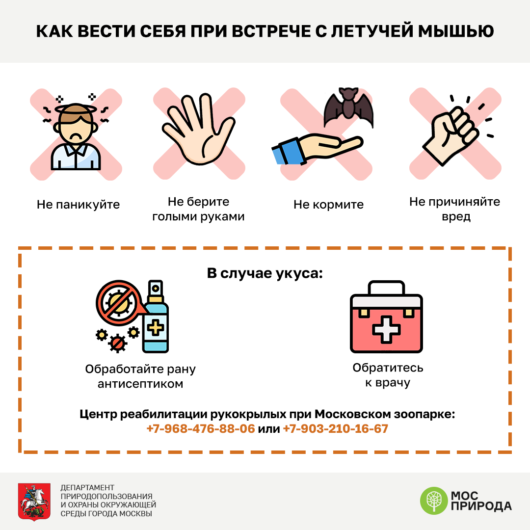 Спячка подходит к концу: весной проснутся летучие мыши  - фото 7