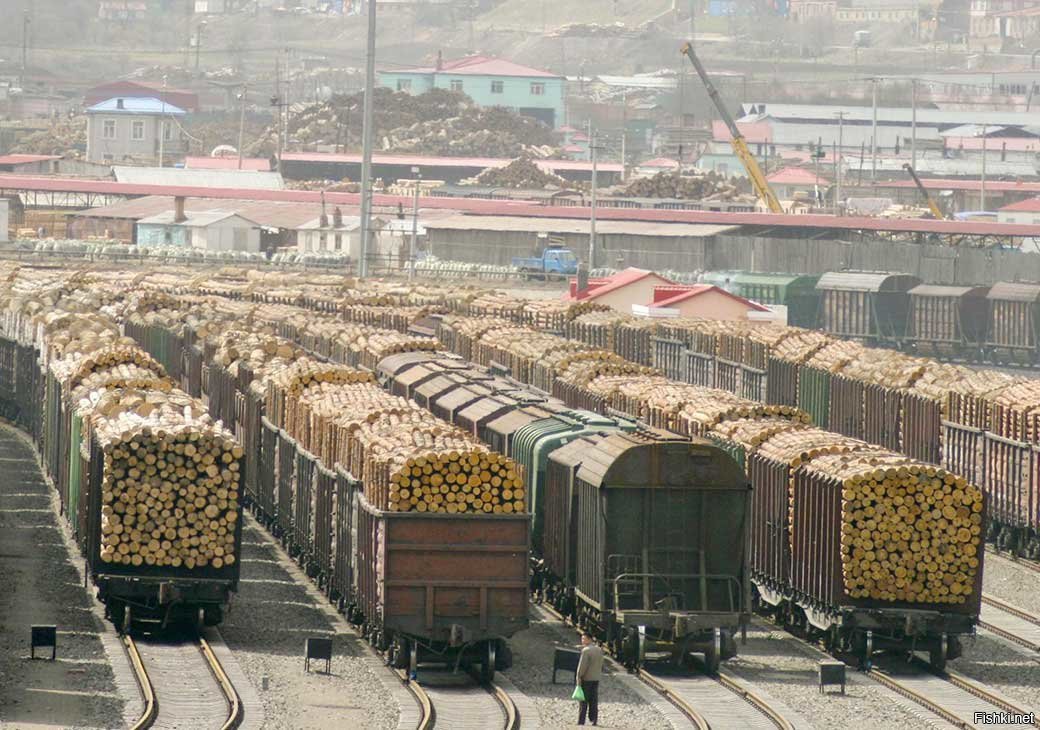 Вывоз леса в Китай предложили освободить от уплаты налогов в российский бюджет - фото 1