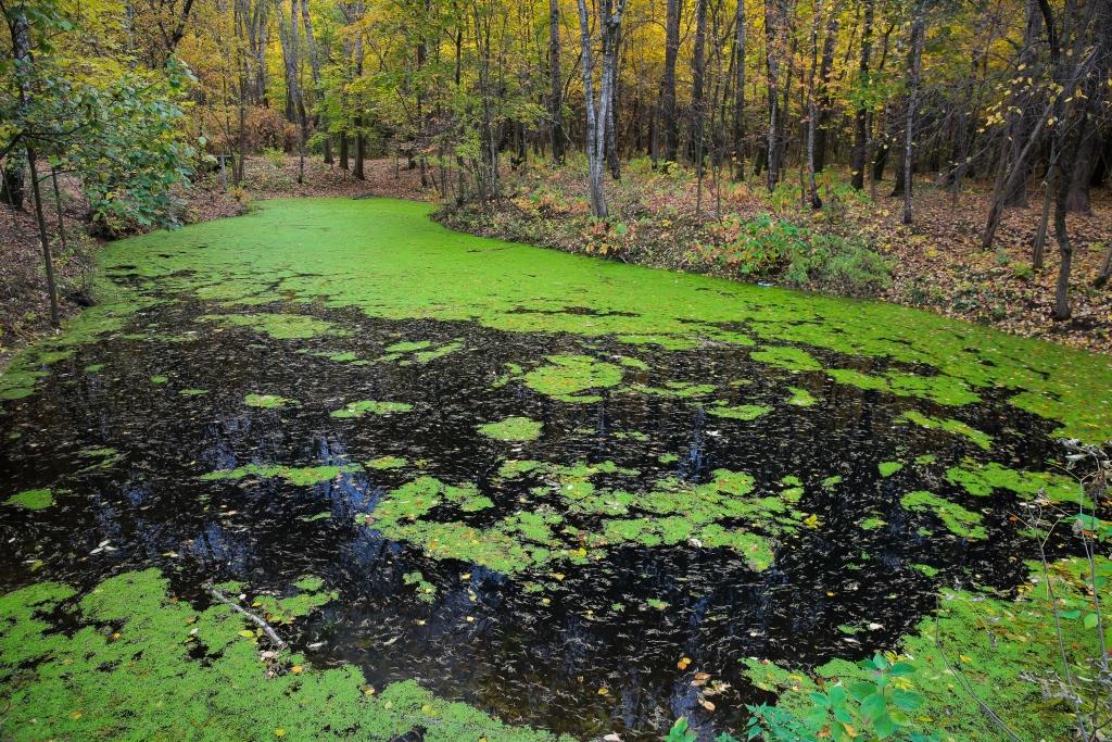 Дом для краснокнижных: болота Москвы играют важную роль в биоразнообразии - фото 2