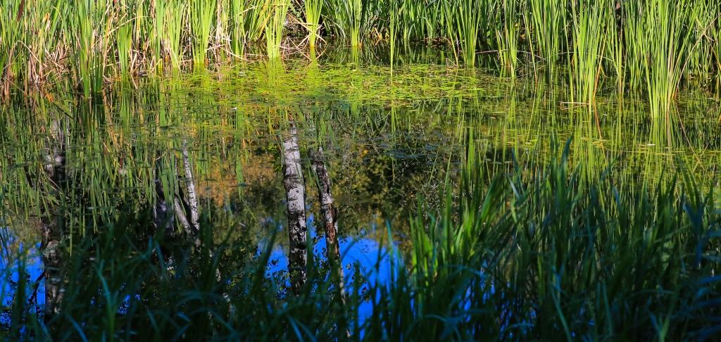 Дом для краснокнижных: болота Москвы играют важную роль в биоразнообразии - фото 4