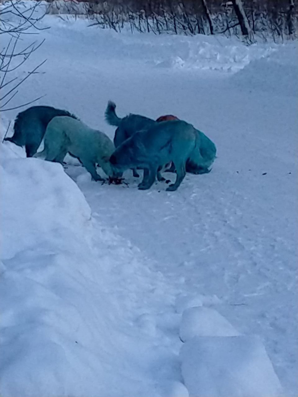 Синие собаки замечены в  Дзержинске. И это не шутка.... - фото 3