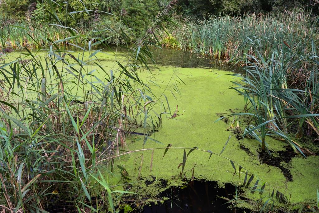 Дом для краснокнижных: болота Москвы играют важную роль в биоразнообразии - фото 5